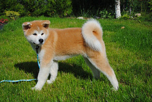 Akita Inu kutsikad (1 foto / 5)