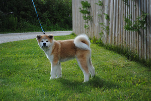 Akita Inu kutsikad (2 foto / 5)