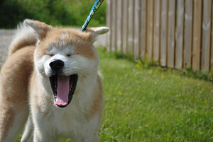 Akita Inu kutsikad (3 foto / 5)
