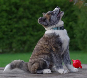 Jaapani Akita tiigrid (1 foto / 6)