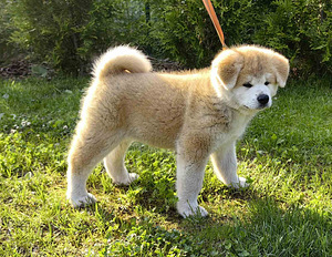 Jaapani akita kutsikad (1 foto / 10)