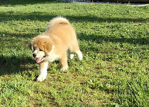 Jaapani akita kutsikad (4 foto / 10)