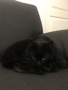 Tyttö kissa leikattu (3 valokuva sivusta 3)