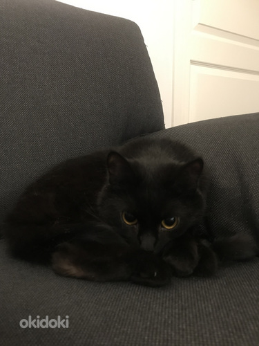 Tyttö kissa leikattu