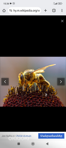 Пчёлы и пчелосемьи