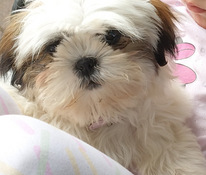 Shihtzu