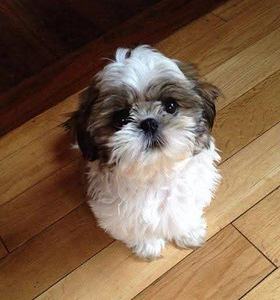 Shihtzu (2 valokuva sivusta 4)