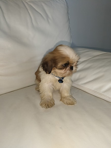 Shihtzu (5 valokuva sivusta 7)