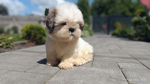 Shihtzu (6 valokuva sivusta 7)