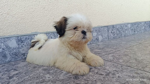 Shihtzu
