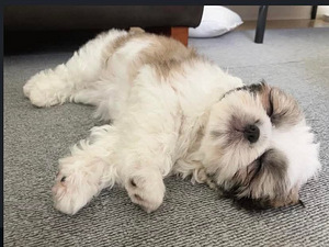 Shihtzu (4 valokuva sivusta 5)