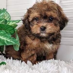 Shihpoo (2 valokuva sivusta 3)