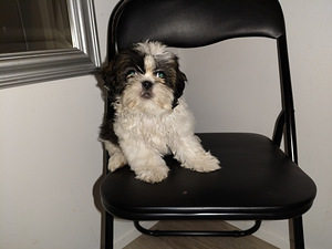 Shihtzu