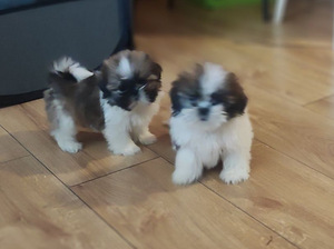 Shihtzu (8 valokuva sivusta 9)