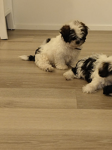 Shihtzu (2 valokuva sivusta 7)