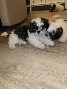 Shihtzu (3 valokuva sivusta 7)
