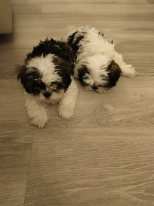 Shihtzu (7 valokuva sivusta 7)