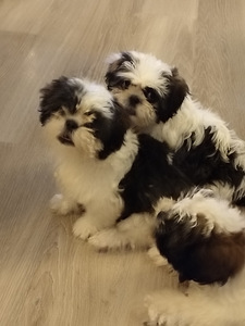 Shihtzu