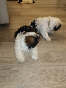 Shihtzu (3 valokuva sivusta 6)