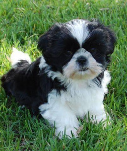 Shihtzu (2 valokuva sivusta 3)