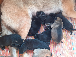 Saksanpaimenkoira/malinois pentuja (2 valokuva sivusta 3)