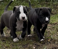 Amerikanpitbullterrieri pennut