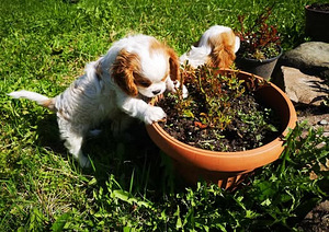 Щенки Cavalier King Charles