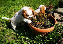 Cavalier King charles kutsikad