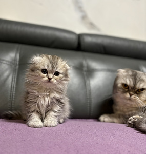 Scottish Fold (1 foto no 6)