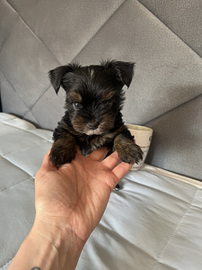 Yorkshire Mini Terrier kutsikad (3 foto / 10)