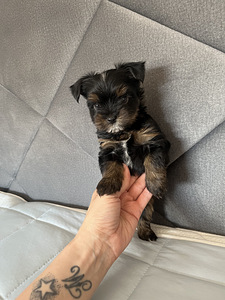 Yorkshire Mini Terrier kutsikad (1 foto / 10)