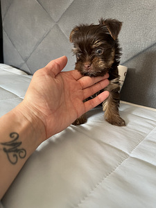 Yorkshire Mini Terrier kutsikad (8 foto / 10)