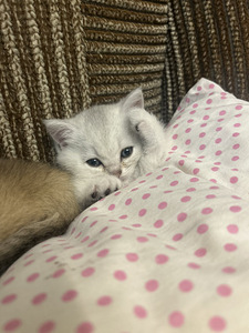 Шотландский котенок(прямоухая) (3 фото из 10)
