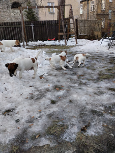 Jack Russelli terjeri kutsikad (8 foto / 8)