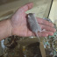 Мыши песчанки (фото #1)