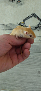 Песчанка (3 фото из 6)