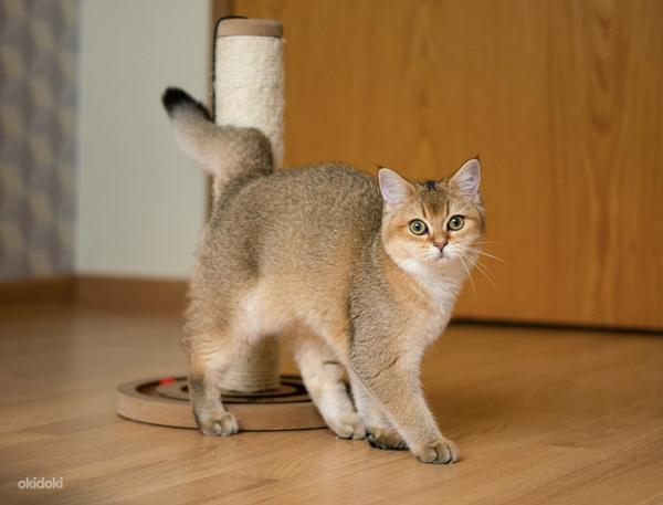 Британские короткошёрстные котята/ Briti kassipoeg (фото #8)