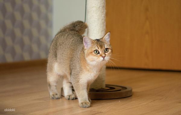 Британские короткошёрстные котята/ Briti kassipoeg (фото #9)