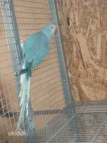 Ожереловый попугай (фото #1)