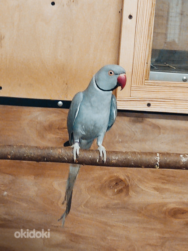Ожереловый попугай (фото #3)