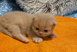 Скоттиш-фолд/страйт (6 фото из 10)