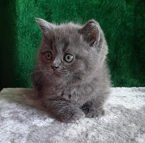 Scottish Fold/Straight (3 foto / 10)