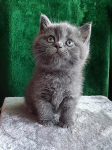 Scottish Fold/Straight (4 foto / 10)