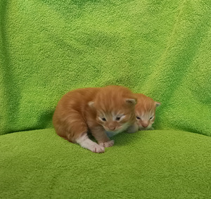 Ragdoll ja Maine Coon mix pentuja varattavissa (4 valokuva sivusta 5)