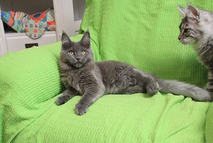 Maine Coon pentuja (4 valokuva sivusta 5)