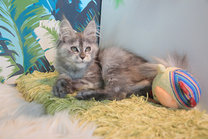 Maine Coon pentuja (4 valokuva sivusta 10)