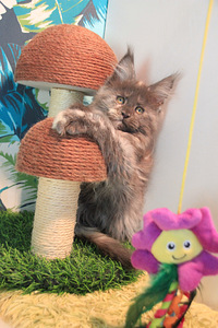 Maine Coon pentuja (8 valokuva sivusta 10)