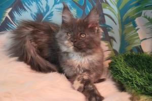 Maine Coon pentuja (9 valokuva sivusta 10)