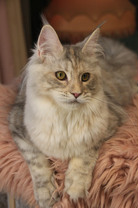 Maine Coon tyttö (3 valokuva sivusta 9)