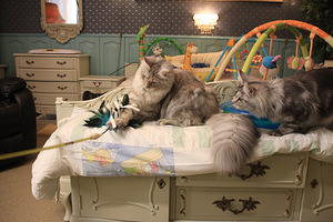 Maine Coon tyttö (5 valokuva sivusta 9)